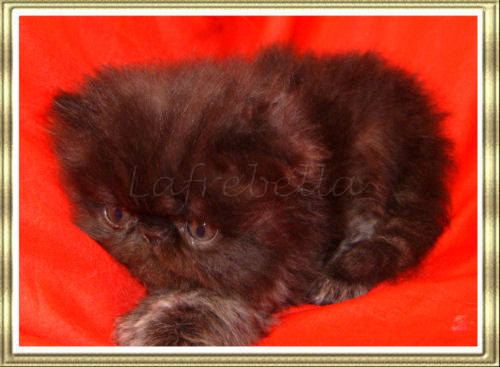 Female black kitten