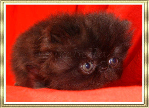Female black kitten