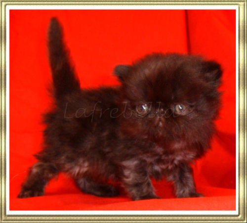 Male black kitten