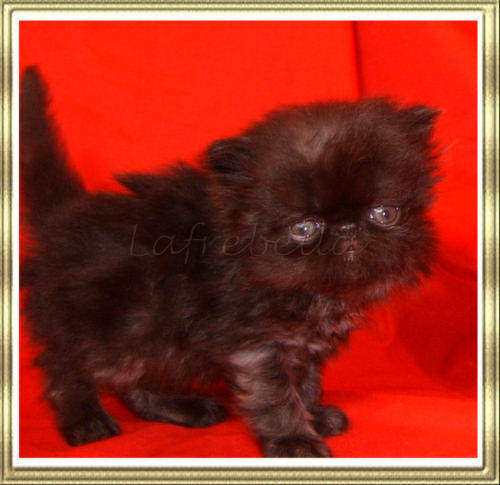 Male black kitten