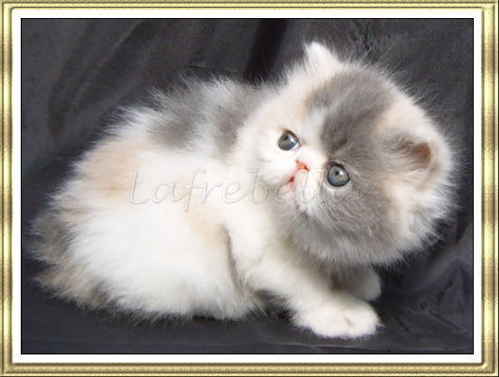 Lafrebella Kitten