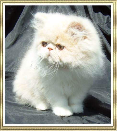 Cream bicolour kitten
