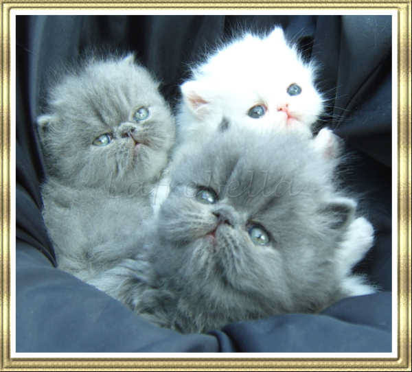 Blue & White kittens