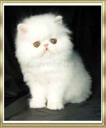 Lafrebella Persians - Kittens @~@