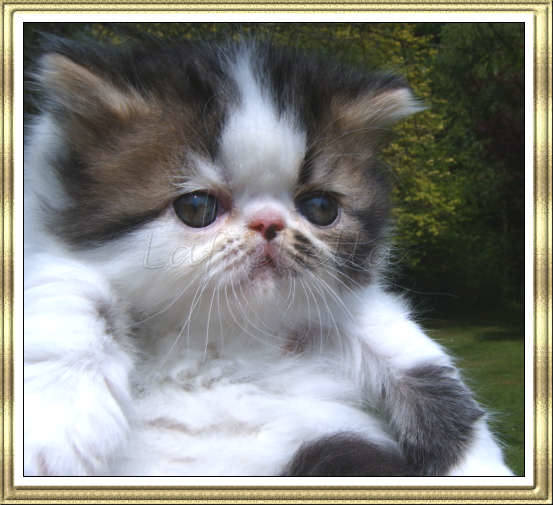Lafrebella Kitten