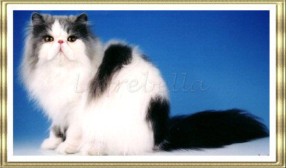 Ch Lafrebella Beau Vanblu