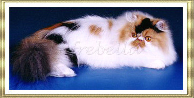 Ch Lafrebella Bethany
