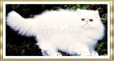Gr Ch Lafrebella Valentino
