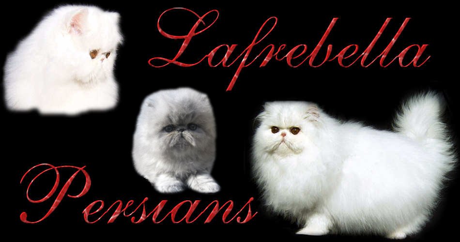 Welcome to Lafrebella Persians