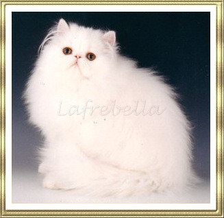 Gr Ch Lafrebella Xtravaganza