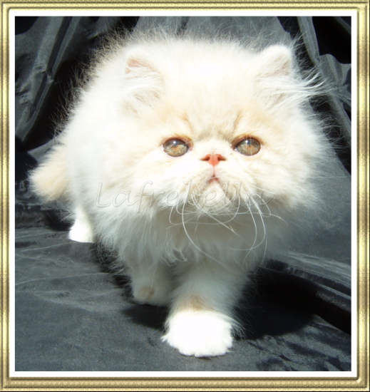 Cream bicolour kitten