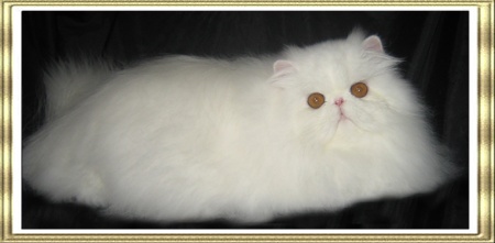 Lafrebella Nefertiti Best Kitten & Best Overall Persian