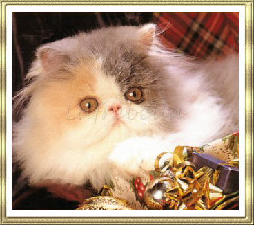 A Lafrebella kitten winner of the National cat show