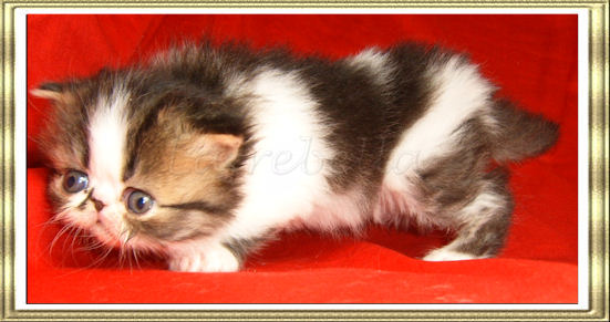 Brown Tabby & white female kitten