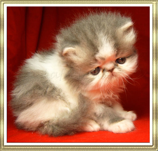 BLue Tabby & White male kitten