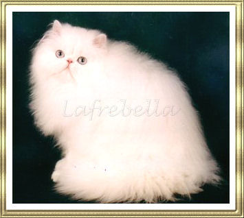 Lafrebella Balenciaga