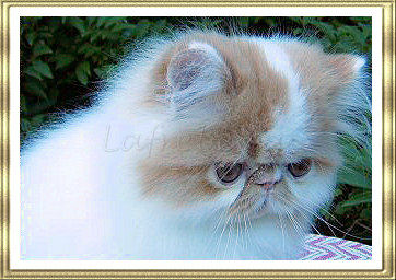 Goldfinger at 11 weeks