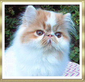 Goldfinger at 11 weeks