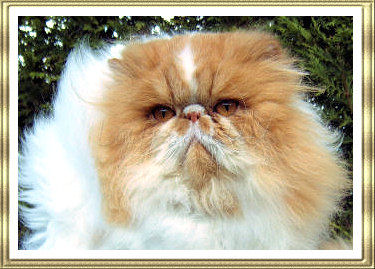 Ch Harwood Rockerfella