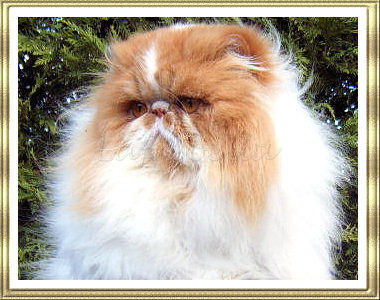 Ch Harwood Rockerfella