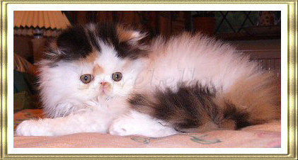 Tortoiseshell and white kitten