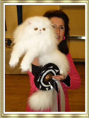 Lafrebella Joy - Best in Show Kitten at Black & White Cat Club Show 2009 